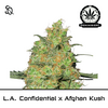 Product_L.A. Confidential x Afghan Kush_Cannadusa_Marketplace_Buy