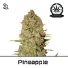 Product_Automatik Pineapple_Cannadusa_Marketplace_Buy