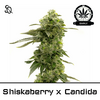 Product_Shiskaberry x Candida Early Version_Cannadusa_Marketplace_Buy