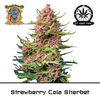 Product_Strawberry Cola Sherbet F1 Fast - Sweet Seeds_Cannadusa_Marketplace_Buy