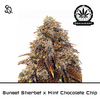 Product_Sunset Sherbet x Mint Chocolate Chip_Cannadusa_Marketplace_Buy