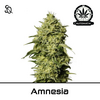 Product_Automatik Amnesia_Cannadusa_Marketplace_Buy