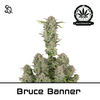 Product_Automatik Bruce Banner_Cannadusa_Marketplace_Buy