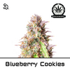 Product_Blueberry Cookies_Cannadusa_Marketplace_Buy