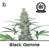 Product_Automatik Black Domina_Cannadusa_Marketplace_Buy