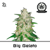 Product_Automatik Big Gelato_Cannadusa_Marketplace_Buy