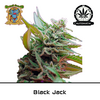 Product_Auto Black Jack – Sweet Seeds_Cannadusa_Marketplace_Buy
