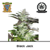 Product_Black Jack – Sweet Seeds_Cannadusa_Marketplace_Buy