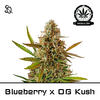 Product_Blueberry x OG Kush Regulär_Cannadusa_Marketplace_Buy