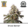 Product_Auto Bruce Banner – Sweet Seeds_Cannadusa_Marketplace_Buy