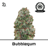 Product_Bubblegum Regulär_Cannadusa_Marketplace_Buy