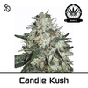 Product_Candy Kush Early Version_Cannadusa_Marketplace_Buy