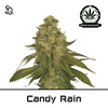 Product_Candy Rain_Cannadusa_Marketplace_Buy