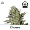 Product_Cheese Regulär_Cannadusa_Marketplace_Buy