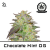 Product_Chocolate Mint OG_Cannadusa_Marketplace_Buy