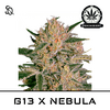 Product_G13 X NEBULA_Cannadusa_Marketplace_Buy