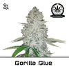 Product_Automatik Gorilla Glue_Cannadusa_Marketplace_Buy