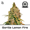 Product_Gorilla Lemon Fire_Cannadusa_Marketplace_Buy