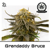 Product_Grandaddy Bruce_Cannadusa_Marketplace_Buy