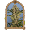 Product_Exotic Seed Herz OG Auto_Cannadusa_Marketplace_Buy