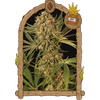 Product_Exotic Seed Herz OG_Cannadusa_Marketplace_Buy