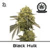 Product_Black Hulk_Cannadusa_Marketplace_Buy