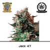Product_Jack 47 – Sweet Seeds_Cannadusa_Marketplace_Buy