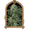 Product_Exotic Seed Jungle Fever Auto_Cannadusa_Marketplace_Buy