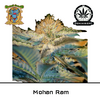 Product_Mohan Ram - Sweet Seeds_Cannadusa_Marketplace_Buy