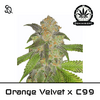 Product_Orange Velvet x C99_Cannadusa_Marketplace_Buy