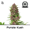 Product_Purple Kush_Cannadusa_Marketplace_Buy
