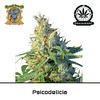 Product_Psicodelicia - Sweet Seeds_Cannadusa_Marketplace_Buy