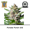 Product_Purple Punch OG – Sweet Seeds_Cannadusa_Marketplace_Buy