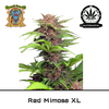 Product_Auto Red Mimosa XL - Sweet Seeds_Cannadusa_Marketplace_Buy
