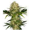 Product_Sensi Seeds Afghani #1_Cannadusa_Marketplace_Buy