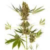 Product_Sensi Seeds Alpine Delight CBD Auto_Cannadusa_Marketplace_Buy