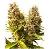 Product_Sensi Seeds Banana Kush Cake Auto_Cannadusa_Marketplace_Buy