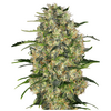 Product_Sensi Seeds Black Domina_Cannadusa_Marketplace_Buy