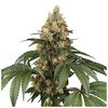 Product_Sensi Seeds Chocolate Rainbow XXL_Cannadusa_Marketplace_Buy