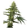Product_Sensi Seeds Cosmic Kiss_Cannadusa_Marketplace_Buy