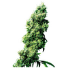 Product_Sensi Seeds Four Way regulär_Cannadusa_Marketplace_Buy