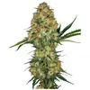 Product_Sensi Seeds Hindu Kush_Cannadusa_Marketplace_Buy