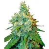 Product_Sensi Seeds Jack Herer_Cannadusa_Marketplace_Buy