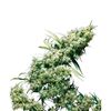 Product_Sensi Seeds Jamaican Pearl_Cannadusa_Marketplace_Buy