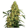 Product_Sensi Seeds Mexican Sativa_Cannadusa_Marketplace_Buy