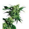 Product_Sensi Seeds Mr. Nice G13 X Hash Plant_Cannadusa_Marketplace_Buy
