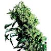 Product_Sensi Seeds Northern Lights #5 X Haze_Cannadusa_Marketplace_Buy