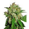 Product_Sensi Seeds Sensi Skunk_Cannadusa_Marketplace_Buy