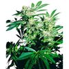 Product_Sensi Seeds Skunk Kush_Cannadusa_Marketplace_Buy