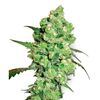 Product_Sensi Seeds Super Skunk_Cannadusa_Marketplace_Buy